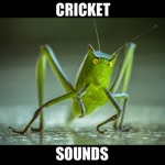 Crickets Sounds Insect Sounds