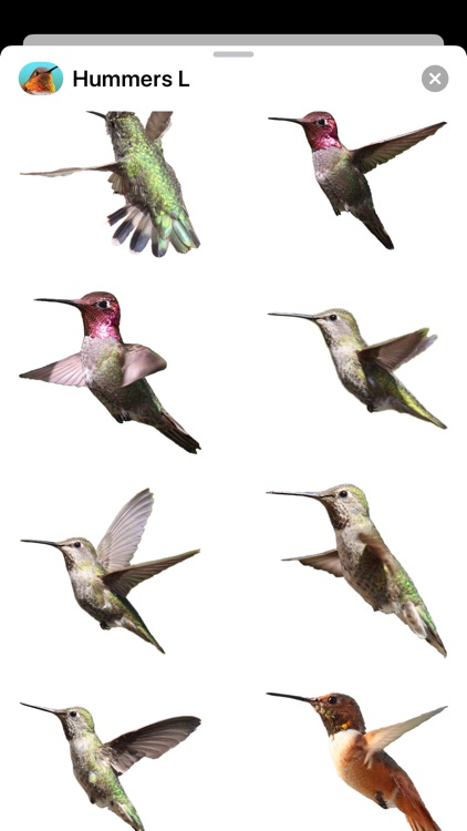 Hummingbirds - Large (Retina) screenshot-3