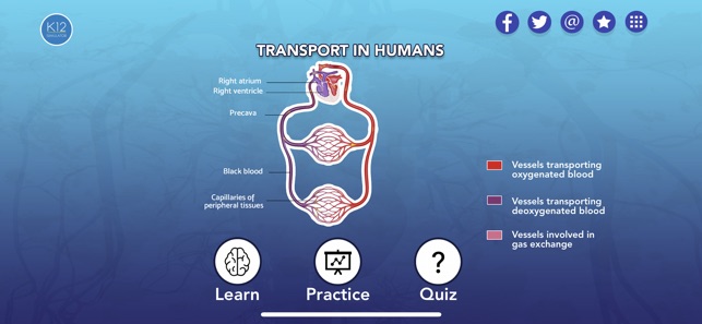 Transport in Humans- Biology