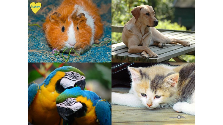 ABCListen screenshot-6