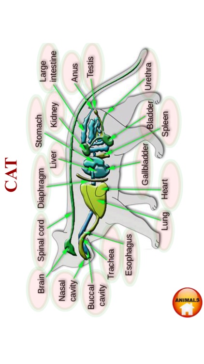 ANATOMY 3D Pro screenshot-4