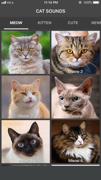 Cat Sounds - Meow Soundboard