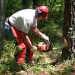 Chainsaw Sounds  Lumberjack