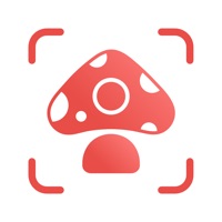 Picture Mushroom app funktioniert nicht? Probleme und Störung