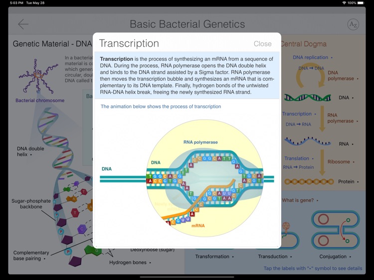 Bacteria Guide