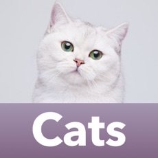 Activities of Cat Breeds Guess The Cats Quiz