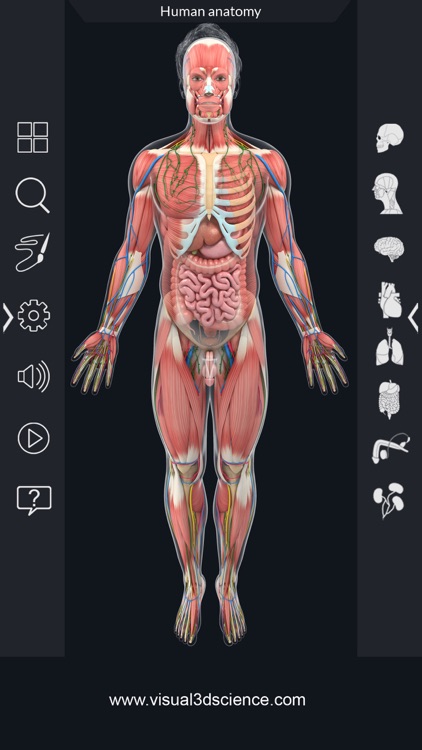 AR Human Anatomy