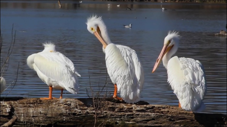 Video Touch - Wild Birds screenshot-3