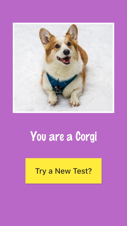 What Kind of Dog Are You ?? screenshot-5