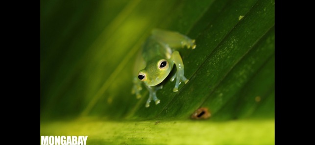 Learn About Frogs!(圖3)-速報App