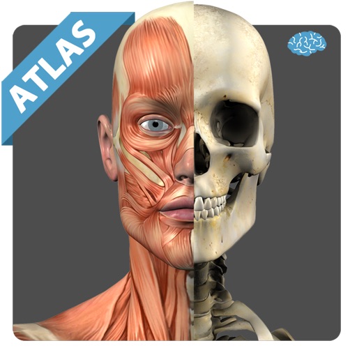 Anatomy Atlas Free Icon