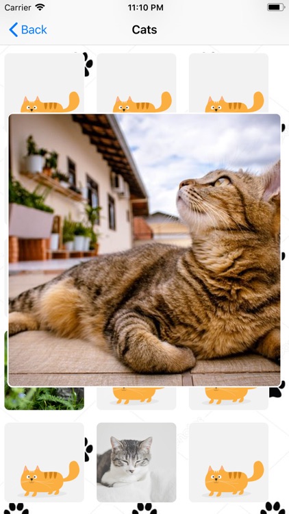 Catorizer screenshot-5