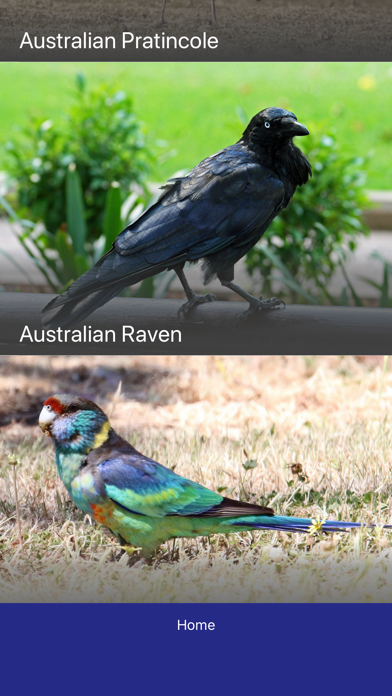 Bird Quiz - Birds of Australia screenshot 3