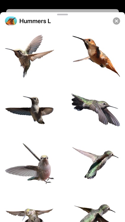 Hummingbirds - Large (Retina) screenshot-4