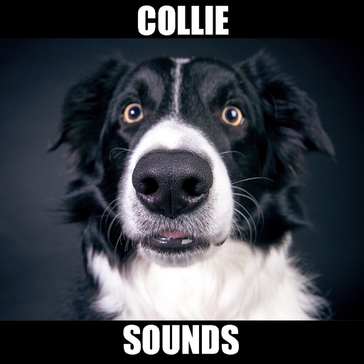 Collie Dog Sounds icon