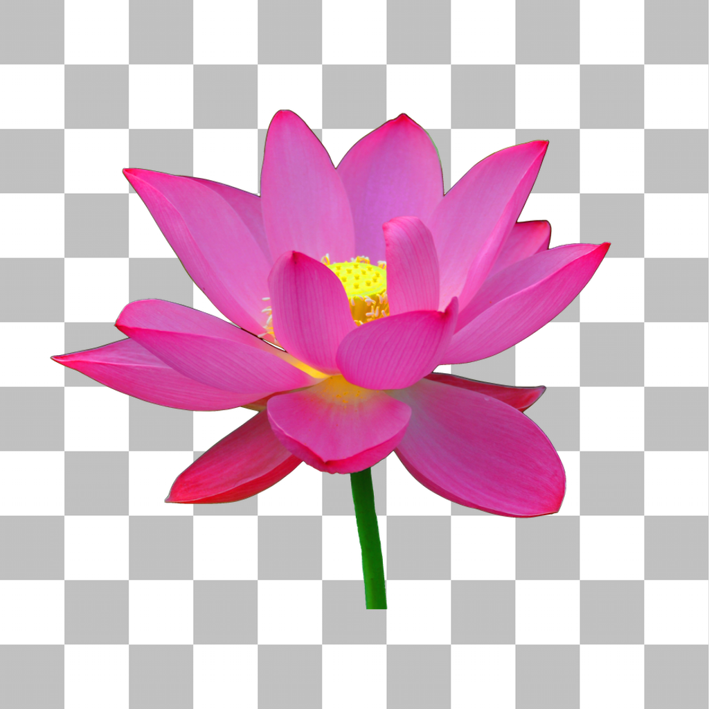 Get Background Eraser Free -CutOut for iOS, iPhone, iPad Aso Report