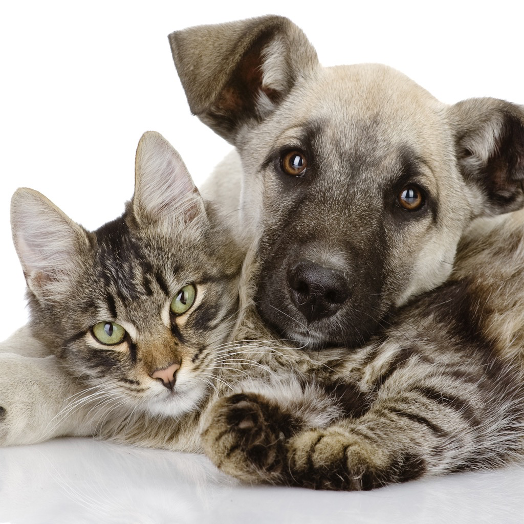 Get My friends animals for iOS, iPhone, iPad Aso Report