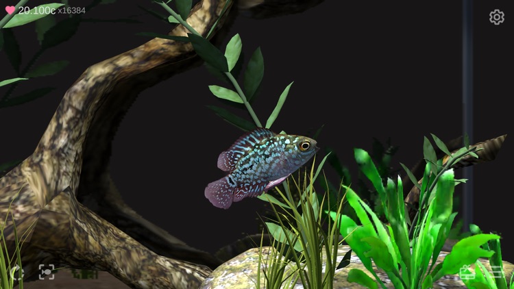 Flowerhorn Aquarium screenshot-4