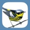 The new Sibley Birds app has arrived with comprehensive, up to date information of over 930 North American species