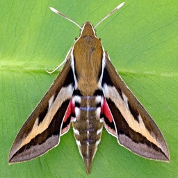 Identify a moth type
