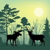 Forest Animals Simulator