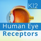 Top 28 Education Apps Like Human Eye Receptors - Best Alternatives