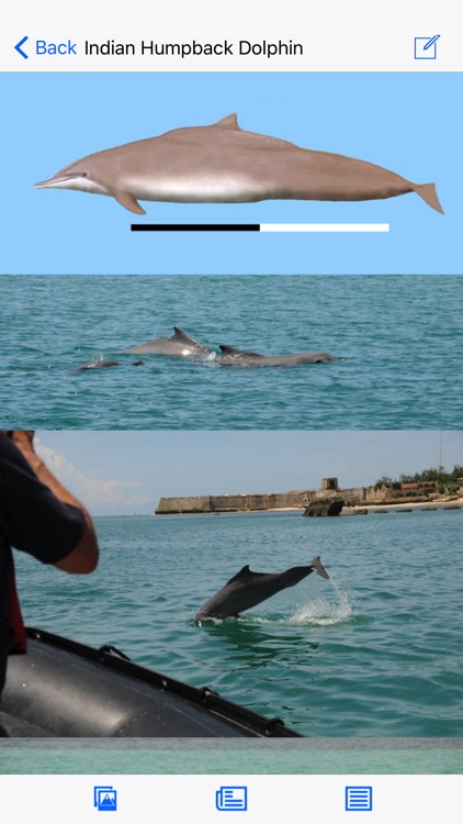 Dolphins and Whales