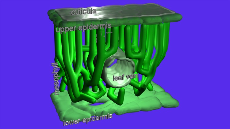 Photosynthesis in 3D