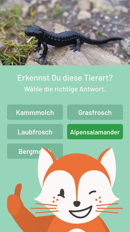 Der Fuchs auf Dux