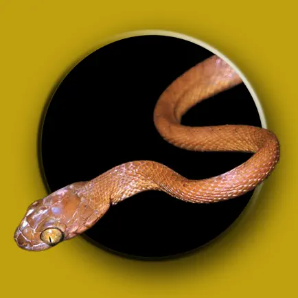 Australian Snake ID Читы