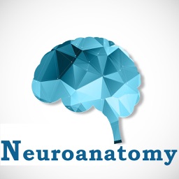 Neuroanatomy Exam Review  :Q&A