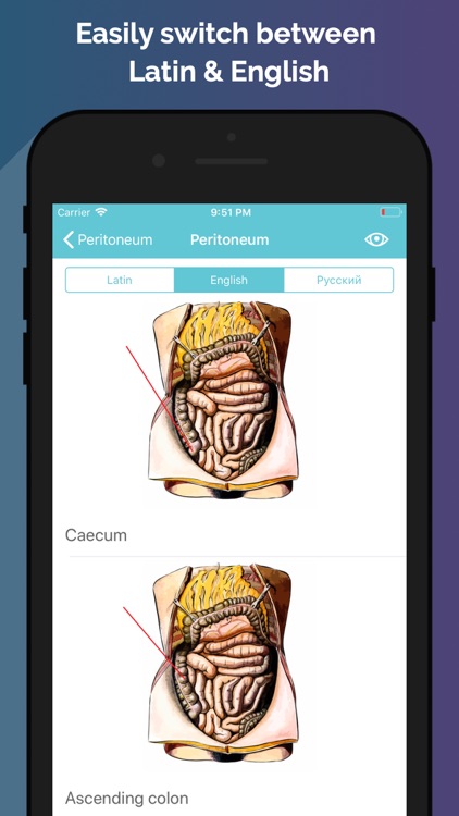 Easy Anatomy - Atlas & Quizzes