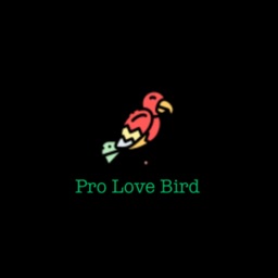 Pro Love Bird