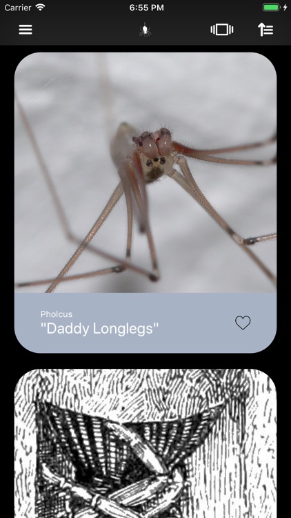 Spiders 2.0