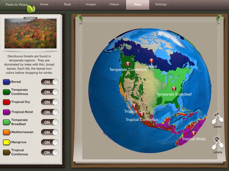 Pines to Vines - Forest Biome