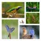 Observing birds make it easy and convenient for users to track their favorite bird watching spots
