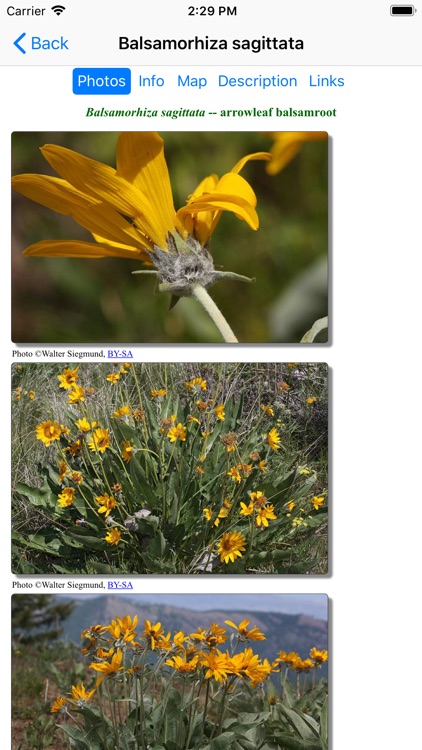 Arizona Wildflowers