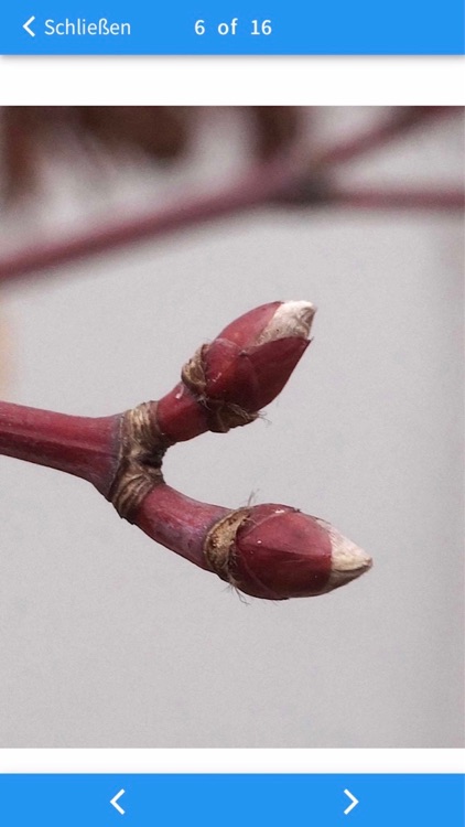 Gehölze im Winter screenshot-5