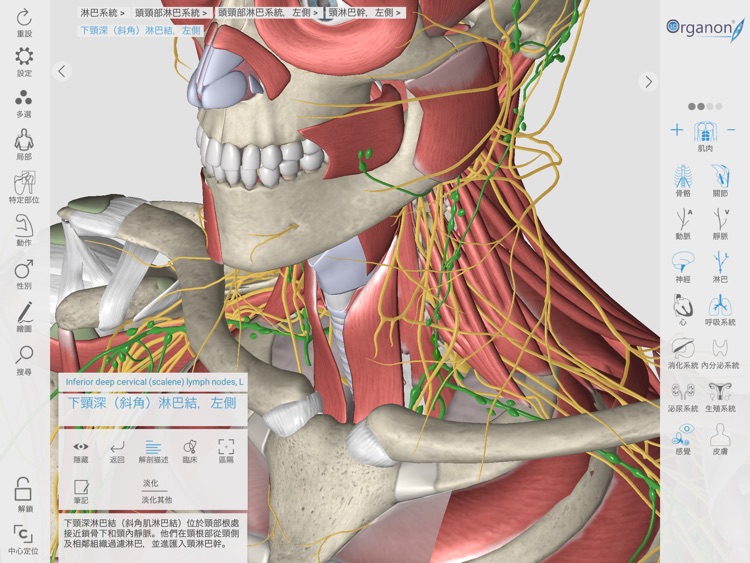 3D Organon Anatomy Enterprise screenshot-7