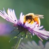 Bienenpflanzen für den Garten