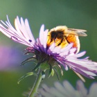 Top 29 Book Apps Like Bienenpflanzen für den Garten - Best Alternatives