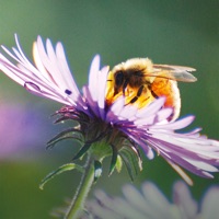 Bienenpflanzen für den Garten pour PC