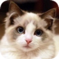 Lovely Cats! – Match Game pour PC