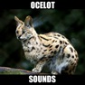 Get Ocelot Sounds for iOS, iPhone, iPad Aso Report