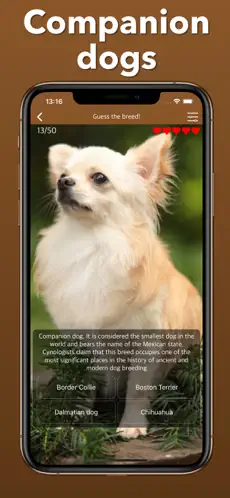 Imágen 6 Razas De Perros: Juegos Cuidar iphone