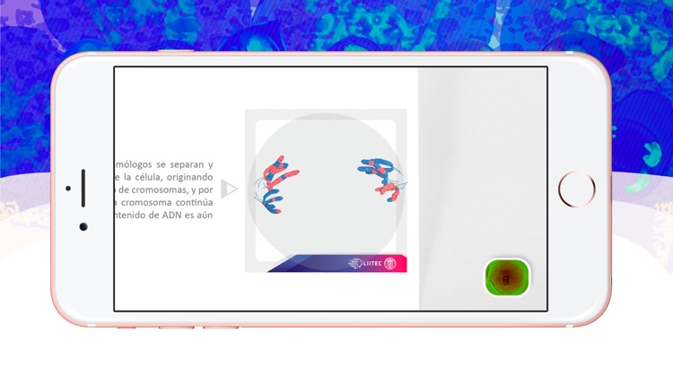 3D Meiotic Division