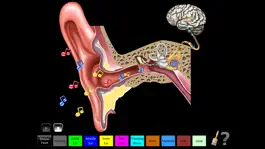 Game screenshot Hearing Anatomy mod apk