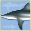 Sharks & Rays - ID Guide - iPhoneアプリ