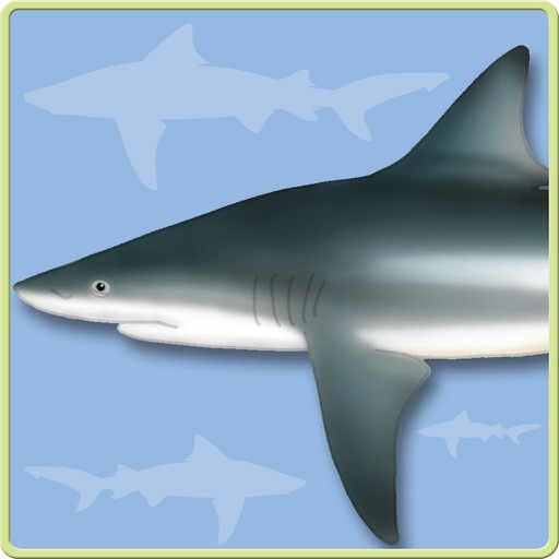 Sharks & Rays - ID Guide
