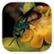 Insects of South Africa is an app designed for any and all insect enthusiasts